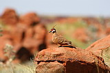 A Spinifex Pigeon in the Pilbara