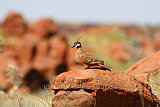 Spinifex Pigeon