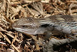 Blue-tongue Lizard