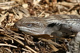 Blue-tongue Lizard