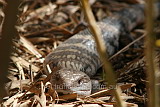 Blue-tongue Lizard