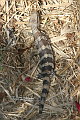 Blue-tongue Lizard