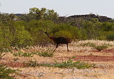 Old man Emu