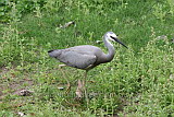 White-faced Heron