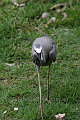 White-faced Heron