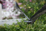 White-faced Heron