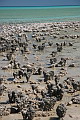 Stumpy Stromatolite and friends