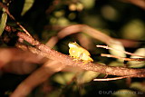 Graceful Treefrog