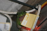 Phillip the Common Green Tree Frog at the Outpost Bar