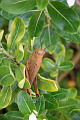 A massive grasshopper