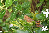 A massive grasshopper