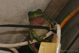 Phillip the Green Tree Frog at the Outpost Bar