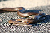 Two Dugites getting very friendly with each other on Rottnest Island