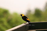 Regent Bower Bird