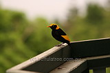 Regent Bower Bird