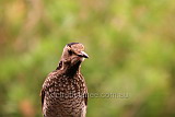 Regent Bower Bird