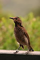 Regent Bower Bird