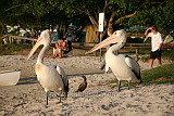 Two Pelicans and a Little Cormorant on the beach at Noosa