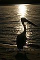 Pelican at sunset in Noosa