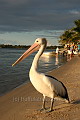 Pelican at sunset in Noosa