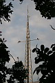 Cormorants on the radio mast