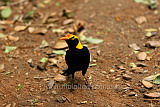 Regent Bower Bird