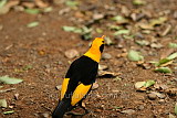 Regent Bower Bird