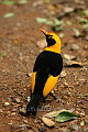 Regent Bower Bird