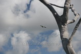 White Breasted Sea Eagle, Hell