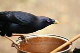 Satin Bower Bird