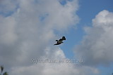 White Breasted Sea Eagle, Hell