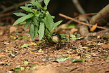 White Browed Scrub Wren