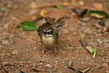 White Browed Scrub Wren