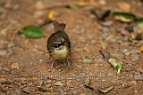 White Browed Scrub Wren