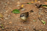 White Browed Scrub Wren