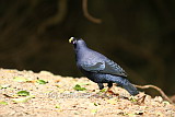 Satin Bower Bird