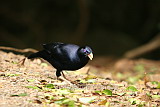 Satin Bower Bird