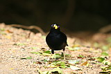 Satin Bower Bird