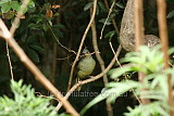 Satin Bower Bird