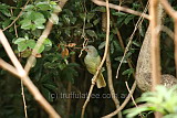 Satin Bower Bird