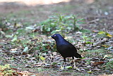 Satin Bower Bird