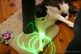 Cats and lasers