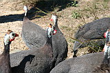 Guinea Fowl