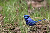 A male Splendid Wren, possibly the bluest creature on earth