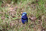 Male Splendid Fairy-Wren