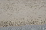 Hundreds of tiny crabs scuttling away from me on the sands of Great Keppel Island