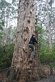 The first 5 metres of the 68 metre Gloucester Tree 