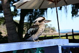 Kookaburra