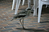 Bush Stone-Curlew, or Thicknee on Great Keppel Island