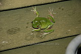 White-lipped Tree Frog, Emu Park